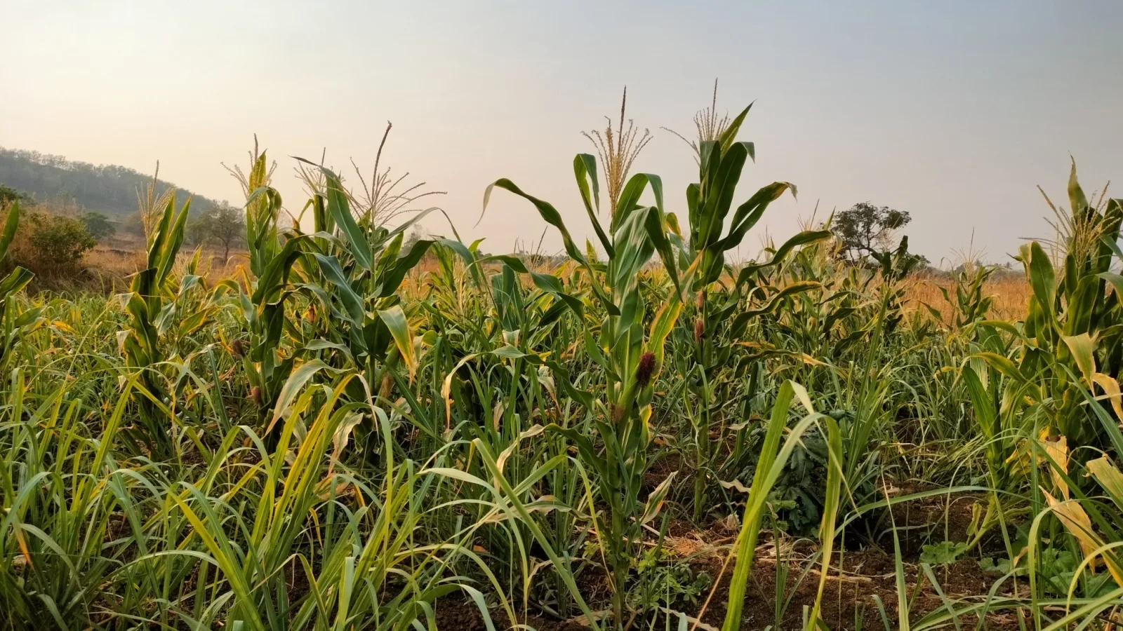 High Diesel Prices Challenge Iowa's Political Landscape Ahead of Midterms