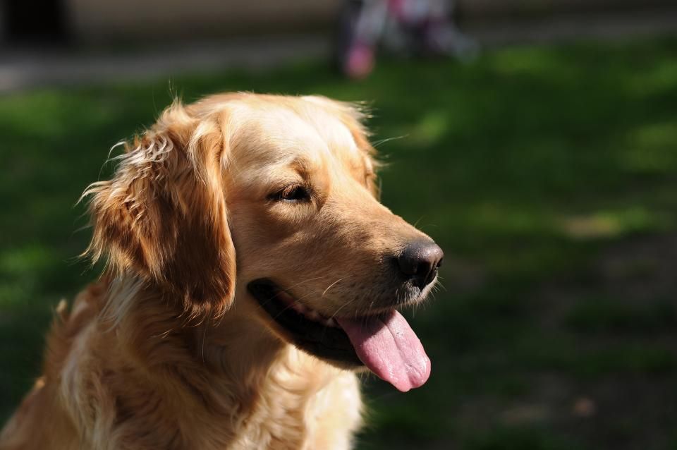 Woman, dog killed and three stabbed in D.C. beltway road rage