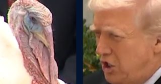 Trump pardons Gobble the turkey ahead of Thanksgiving