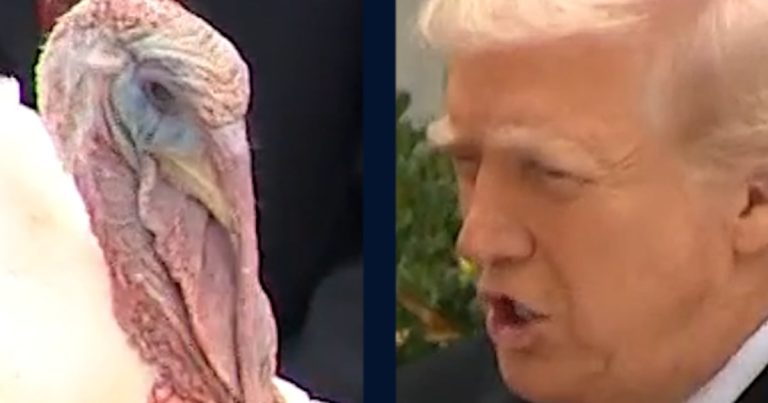 Trump pardons Gobble the turkey ahead of Thanksgiving
