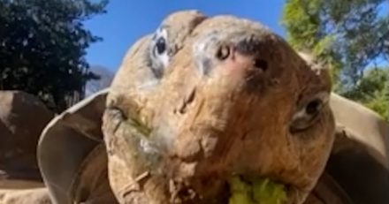 Gramma the Galápagos tortoise dies at about 141